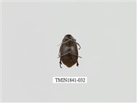 藏品(菲律賓產昆蟲)的圖片